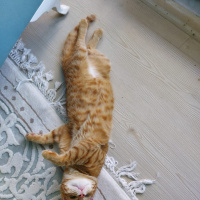 Sarman, Kedi  Badem fotoğrafı