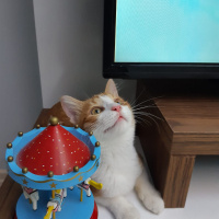 Sarman, Kedi  Badem fotoğrafı