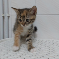 Tekir Kedi, Kedi  Zıpzıp fotoğrafı