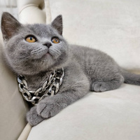 British Shorthair, Kedi  Kiraz fotoğrafı