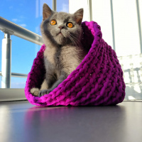 British Shorthair, Kedi  Kiraz fotoğrafı