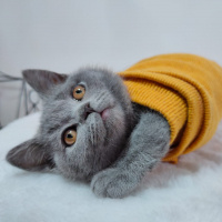 British Shorthair, Kedi  Kiraz fotoğrafı