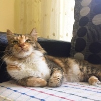 Tekir Kedi, Kedi  İpek fotoğrafı