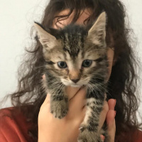 Tekir Kedi, Kedi  Şahika fotoğrafı