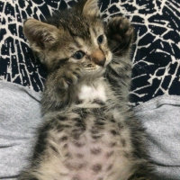 Tekir Kedi, Kedi  Şahika fotoğrafı