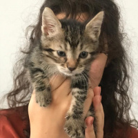 Tekir Kedi, Kedi  Şahika fotoğrafı