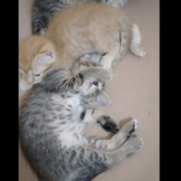 Tekir Kedi, Kedi  Acil yuva arıyoruz torunlarıma fotoğrafı