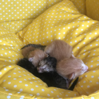 Tekir Kedi, Kedi  Acil yuva arıyoruz torunlarıma fotoğrafı