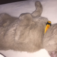 British Shorthair, Kedi  Haşmet fotoğrafı