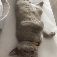 British Shorthair, Kedi  Haşmet fotoğrafı