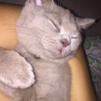 British Shorthair, Kedi  Haşmet fotoğrafı