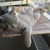 British Shorthair, Kedi  Haşmet fotoğrafı