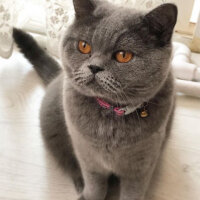 British Shorthair, Kedi  Felix fotoğrafı