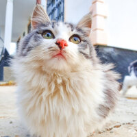 Tekir Kedi, Kedi  Iva fotoğrafı