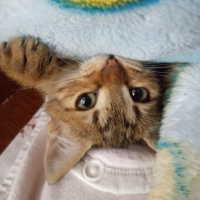 Bengal, Kedi  Haziran fotoğrafı