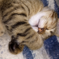 Bengal, Kedi  Haziran fotoğrafı