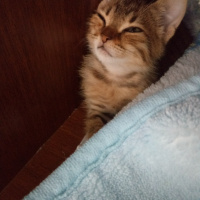 Bengal, Kedi  Haziran fotoğrafı