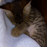 Bengal, Kedi  Haziran fotoğrafı