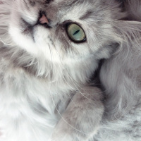 British Shorthair, Kedi  Safiye fotoğrafı
