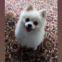 Pomeranyalı, Köpek  Pamuk fotoğrafı