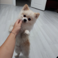 Pomeranyalı, Köpek  Pamuk fotoğrafı