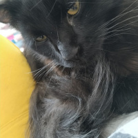 Bombay, Kedi  Böcük fotoğrafı
