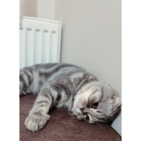 Scottish Fold, Kedi  Kayısı fotoğrafı