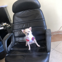 Pomeranyalı, Köpek  Çakıl fotoğrafı