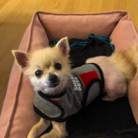 Pomeranyalı, Köpek  Çakıl fotoğrafı