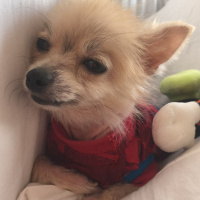 Pomeranyalı, Köpek  Çakıl fotoğrafı