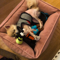 Pomeranyalı, Köpek  Çakıl fotoğrafı