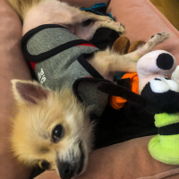 Pomeranyalı, Köpek  Çakıl fotoğrafı