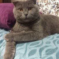 Scottish Fold, Kedi  Poffy fotoğrafı