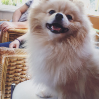 Pomeranyalı, Köpek  Louise fotoğrafı