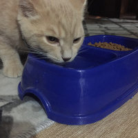 British Shorthair, Kedi  Garfi fotoğrafı