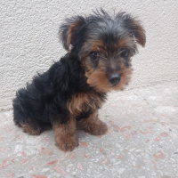 Yorkshire Terrier, Köpek  Ziver fotoğrafı