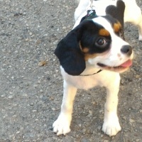 Cavalier King Charles Spanieli, Köpek  Rocky fotoğrafı