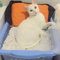 Tekir Kedi, Kedi  Minnoş fotoğrafı