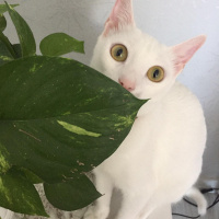 Tekir Kedi, Kedi  Minnoş fotoğrafı