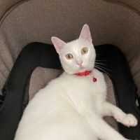 Tekir Kedi, Kedi  Minnoş fotoğrafı