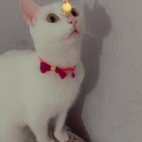 Tekir Kedi, Kedi  Minnoş fotoğrafı