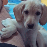 Amerikan Cocker Spaniel, Köpek  Lisa fotoğrafı