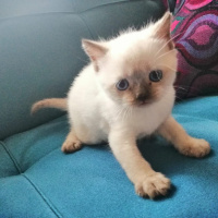 Scottish Fold, Kedi  Thor fotoğrafı