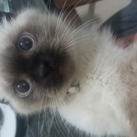 Scottish Fold, Kedi  Thor fotoğrafı