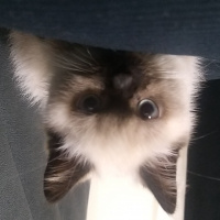 Scottish Fold, Kedi  Thor fotoğrafı