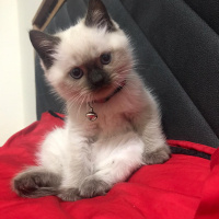 Scottish Fold, Kedi  Thor fotoğrafı