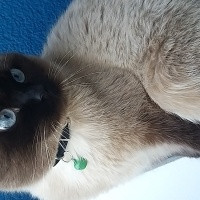 Scottish Fold, Kedi  Thor fotoğrafı