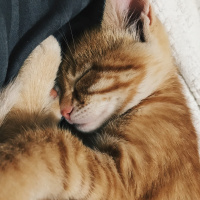 Sarman, Kedi  Lucifer fotoğrafı