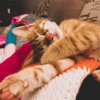 Sarman, Kedi  Lucifer fotoğrafı