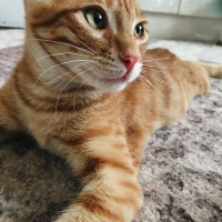 Sarman, Kedi  Lucifer fotoğrafı